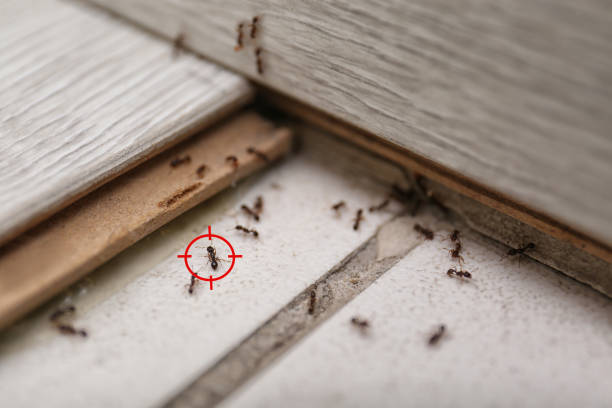 Best Affordable Pest Control Services  in Waterford, WI