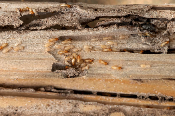 Best Flea Control Services  in Waterford, WI