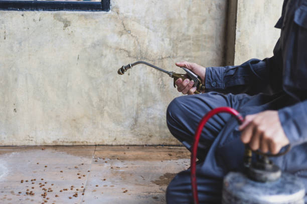 Wasp Removal Services in Waterford, WI